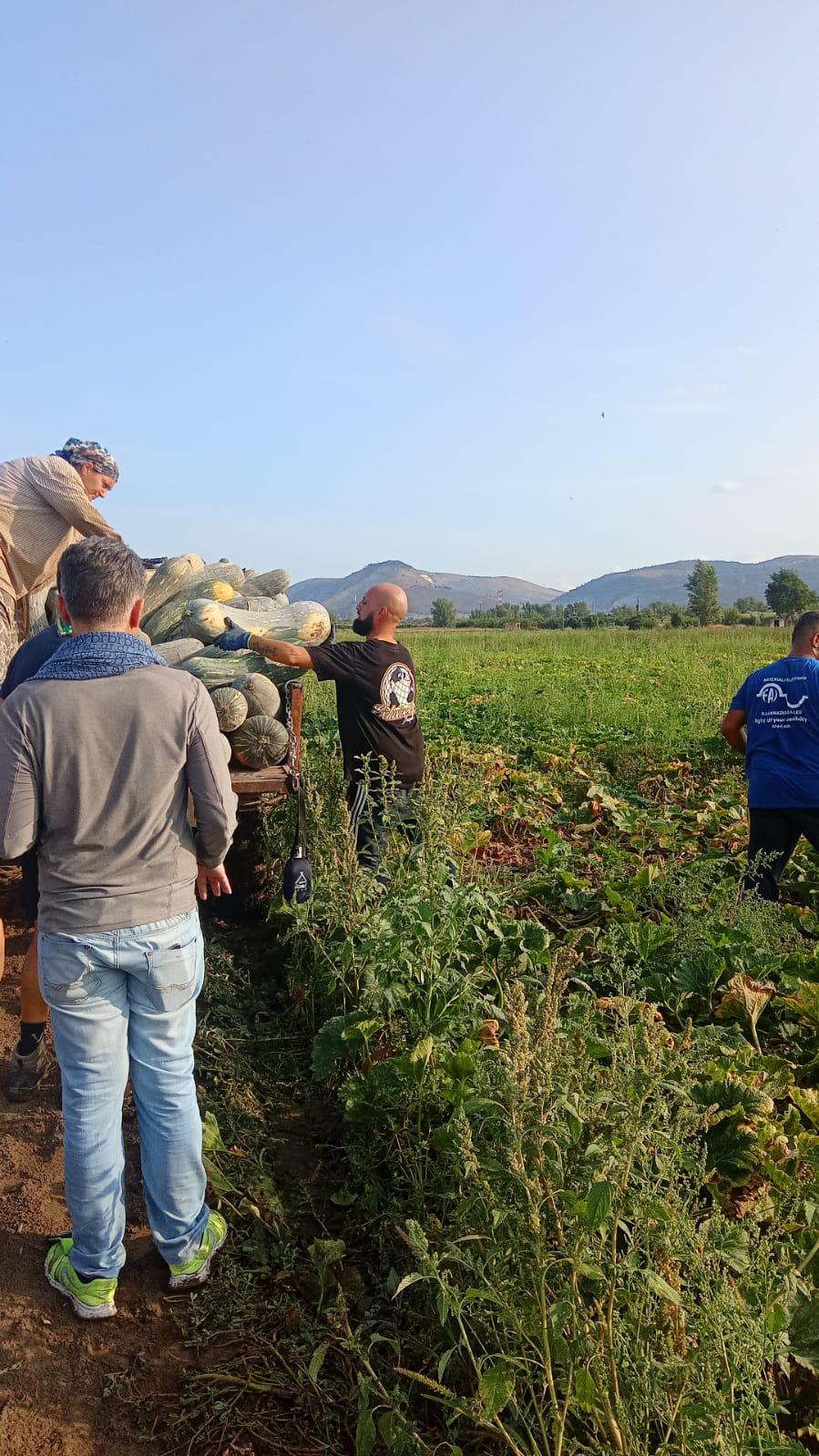 La raccolta delle zucche nei campi della Locanda